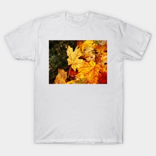 Leaf Portraits 4 T-Shirt